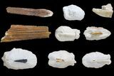Miocene, Bone Valley Fossil Lot - Florida #137352-1